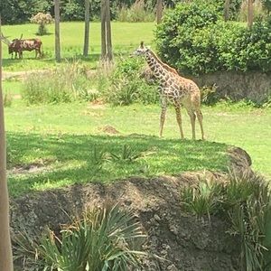 Meet your Posher, Lily